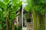Người xưa dặn 3 cây trồng trước nhà thì xấu, chuyển gia sau nhà là trấn giữ của cải
