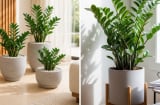 2 mệnh này trồng cây kim tiền là 'tiền ra như nước' dễ nợ ngập đầu