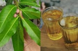 Điều gì xảy ra với cơ thể nếu ngày nào cũng uống nước lá vối?