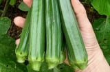 Gặp 4 loại rau củ này ngoài chợ vào mùa hè nhớ mua ngay: Rẻ tiền, sạch tuyệt đối lại bổ như sâm