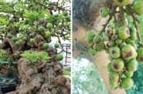 Nên trồng cây sung cảnh hay cây sung ta trước cửa nhà?