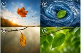 Quiz: Chọn chiếc lá khiến bạn ấn tượng nhất để khám phá sức mạnh nội tâm của bạn mạnh đến đâu