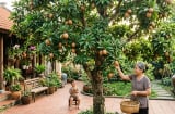 Trồng lựu hay hồng xiêm trong sân vườn: Chọn đúng cây có thể giúp không gian sống thêm vượng khí
