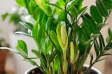 Vì sao nhiều người thấy may mắn khi cây kim tiền ra hoa?