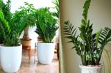 5 lợi ích khi trồng cây kim tiền trong nhà