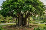 Cây sung hay cây si: Loại nào phù hợp trồng trong sân nhà hơn?