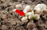 Gừng mọc mầm còn ăn được không?
