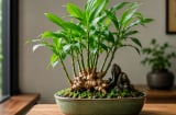 Vì sao ngày càng nhiều người thích trồng cây gừng làm cảnh trong nhà?