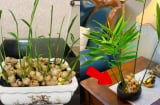 Cách trồng gừng bonsai làm cảnh đơn giản, mầm đâm tua tủa