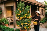 Nên trồng bưởi hay cam trước sân nhà? Chuyên gia cây cảnh đưa ra lời khuyên bất ngờ