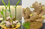 Cách trồng gừng nhanh nảy mầm, ra nhiều củ