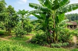 Trồng chuối cảnh hay chuối ăn quả trước nhà? Đừng chọn theo cảm tính