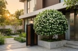 Nên trồng cây mộc hương hay nguyệt quế trước cửa nhà? Loại nào phù hợp với không gian sống của bạn?