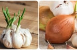 Tỏi mọc mầm có ăn được không?