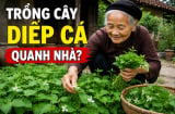 Vì sao người xưa rất thích trồng cây diếp cá quanh nhà?