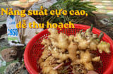 Cách trồng gừng trong bao tải, củ nhiều, thu hoạch dễ