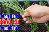 Cách trồng hành lá đơn giản, lá mọc bời bời, ăn thoải mái