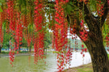 Cây lộc vừng nở hoa mang ý nghĩa gì? Người xưa coi là tín hiệu tốt nhưng cần lưu ý vài điều