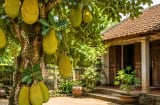 Có nên trồng cây mít trước nhà?