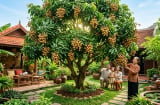 Trồng xoài hay nhãn trong sân nhà? Loại nào vừa cho bóng mát vừa dễ thu hoạch?