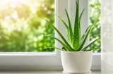  Vì sao nhiều gia đình đặt cây nha đam ở cửa sổ?