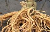 Củ đinh lăng có phải càng lâu năm càng tốt? Mẹo chọn củ đinh lăng chuẩn, tránh mua nhầm