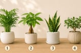 Quiz: Chậu cây bạn thích nhất có thể phản ánh xu hướng vận trình tuần tới sẽ lên hay xuống