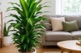 Trồng cây thiết mộc lan trong nhà cần chú ý điều này, nhiều người chăm mãi cây vẫn kém xanh, hay vàng lá