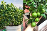 Cách trồng chanh trong chậu, quả sai trĩu trịt, thu hoạch quanh năm