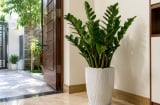  Vì sao nhiều gia đình đặt cây kim tiền gần cửa?