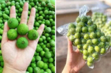 Cách bảo quản sấu tươi cả năm vẫn chua ngon tự nhiên
