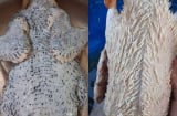 Cách nhổ sạch lông măng, khử mùi hôi của vịt