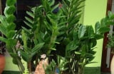 Cây kim tiền kỵ nhất 2 mệnh này: Trồng là 'nghèo bền vững', của cải 'đội nón ra đi'