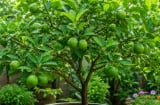 Trồng một cây chanh trong nhà, nhiều người thu về hàng loạt lợi ích
