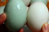 Trứng vịt nên chọn quả vỏ trắng hay vỏ xanh thì ngon hơn?
