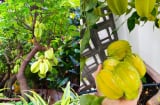 Cách trồng khế trong chậu nhanh có quả, quả sai trĩu cành