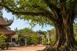  Người xưa dặn: Nghèo mấy cũng đừng chặt 3 loại cây này, cho tiền cũng không nên đụng tới, kẻo hao phúc lộc