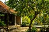 Vì sao người xưa thích trồng cây khế trong sân vườn nhà?