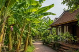 Vì sao người xưa nói không trồng chuối trước nhà nhưng chuyển ra sau nhà lại rất tốt?