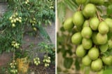 Cách trồng cóc Thái trong chậu cho quả sai trĩu chỉ sau vài tháng