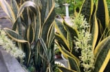 Cách trồng lưỡi hổ đẻ nhiều nhánh, sớm ra hoa