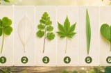 Chiếc lá bạn chọn có thể tiết lộ chỉ số may mắn của bạn đang ở mức nào