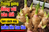 Trồng gừng đừng vùi vào đất, làm cách này mầm lên tua tủa