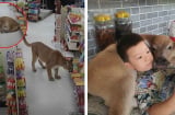 Chú nghé bị bỏ rơi và sư tử “phê cỏ mèo” gây xôn xao cộng đồng mạng