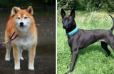 Giống chó trung thành: Thần khuyển Phú Quốc và quốc khuyển Akita Inu
