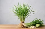 4 loại cây 'khắc tinh' của rắn: Trồng ngay quanh nhà để bảo vệ gia đình an toàn!