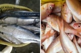 4 loại cá chứa nhiều thủy ngân: Ít xương, nhiều thịt thích mấy cũng phải hạn chế ăn