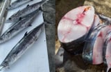 4 loại cá chứa nhiều thủy ngân, không nên ăn nhiều