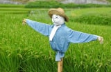 Tại sao bù nhìn trên đồng có thể đuổi được các loài chim thông minh?