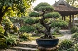 3 loại cây 'trấn trạch': Trồng trong nhà, tài lộc ắt sinh sôi, sự nghiệp vững như bàn thạch